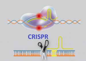 CRISPR