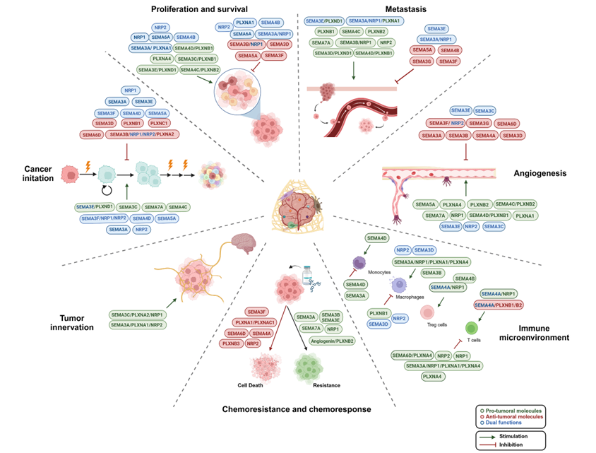 Role of semaphorins, neuropilins and plexins in cancer progression