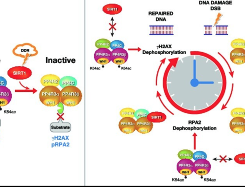 SIRT1 regulates DNA damage signaling through the PP4 phosphatase complex
