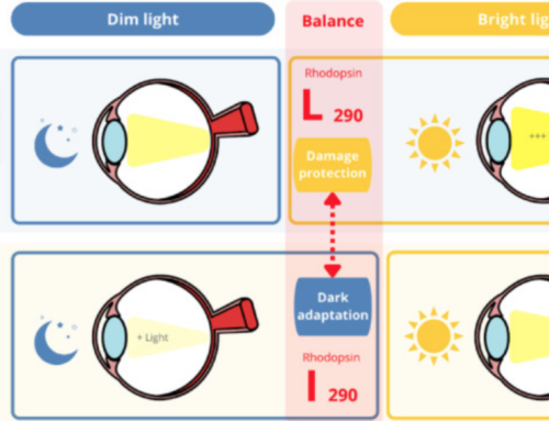 A key amino acid site associated with rhodopsin mammal evolution to diurnal vision.