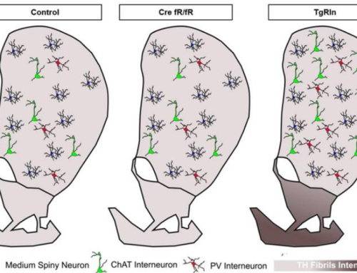 Adult-specific Reelin expression alters striatal neuronal organization: implications for neuropsychiatric disorders