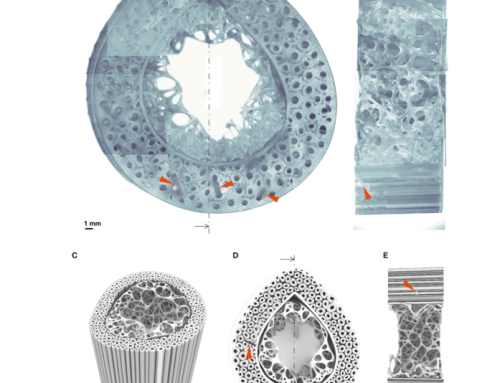 Phygital Bone: A biomimetic parametric model for 3D-printing human bone surrogates
