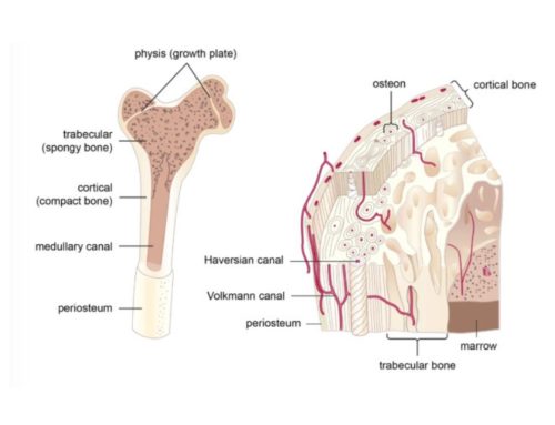 Phygital Bone: A biomimetic parametric model to 3D-printing human bone surrogates.