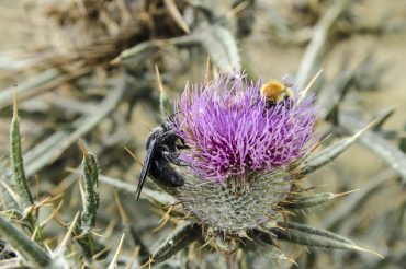 Pollinators and land abandonment: a case study in Sierra Ronda (Andalusia, Spain)