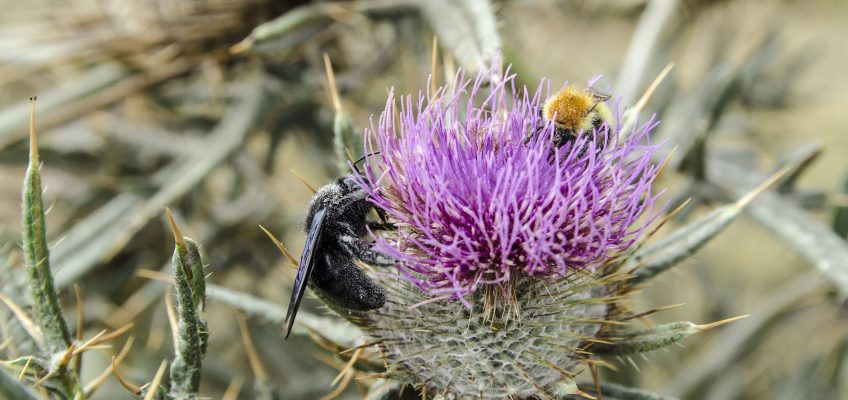 AGATA started one year ago! Find below adds in newspapers and blogs