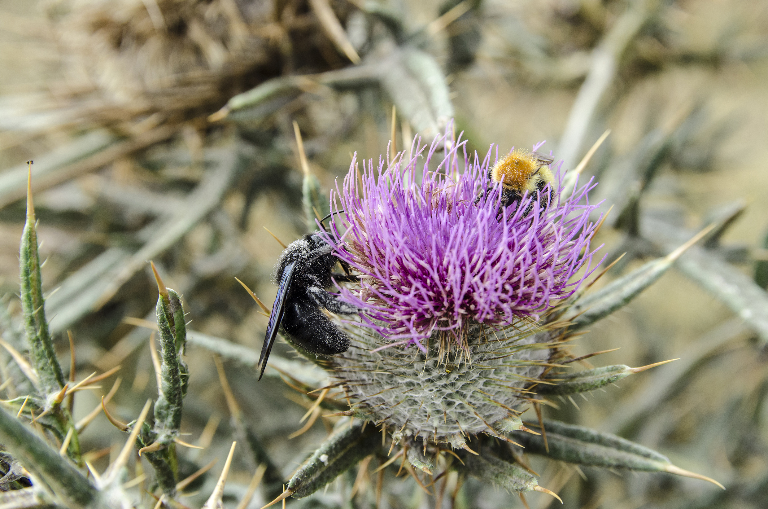 Pollinators and land abandonment: a case study in Sierra Ronda (Andalusia, Spain)