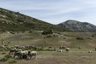 Social Networks Analysis of transhumant and sedentaries shepherds in Sierra de Cazorla (Andalusia)