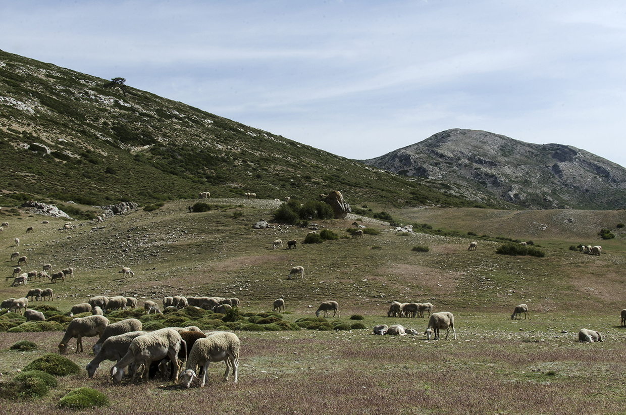 Social Networks Analysis of transhumant and sedentaries shepherds in Sierra de Cazorla (Andalusia)