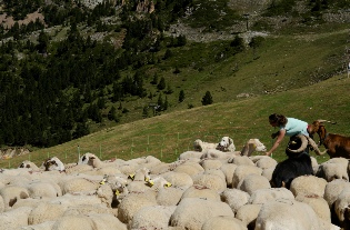 Embodied perceptions, everydayness and simultaneity in climate governance by Spanish women shepherds