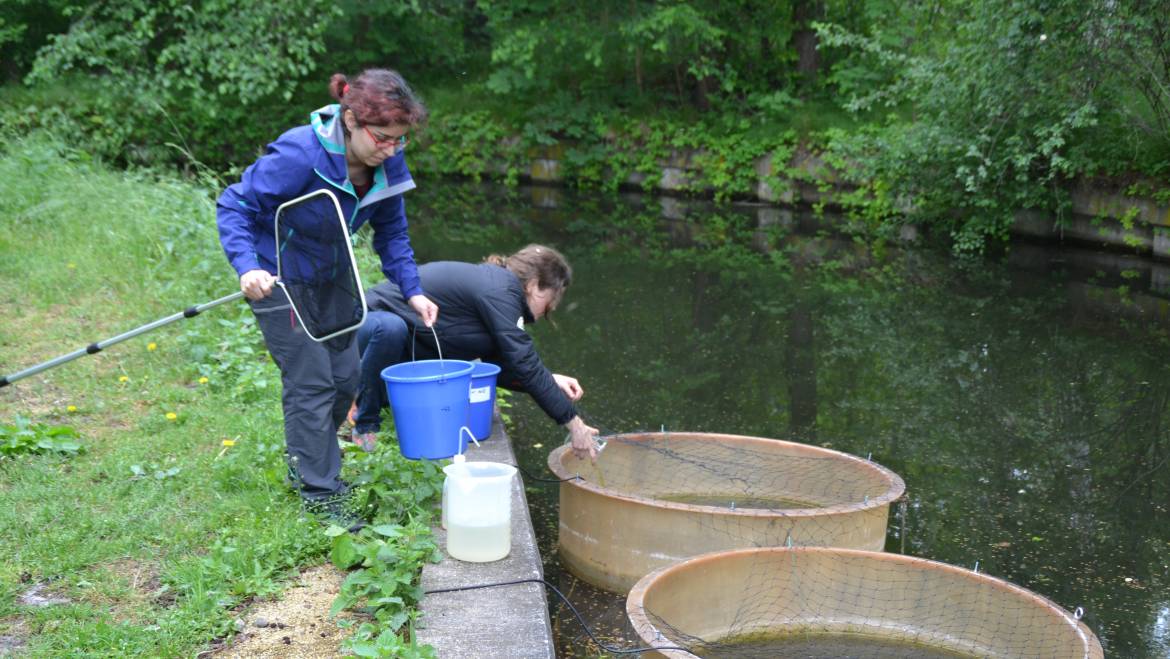 outdoor mesocosm experiment