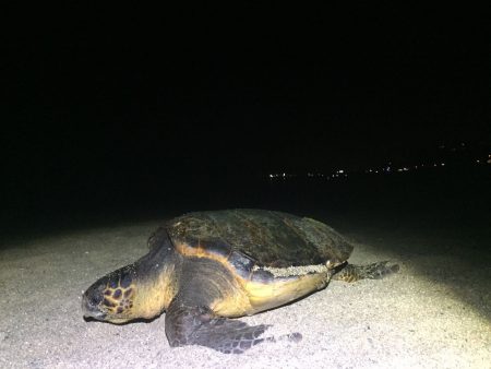 [:ca]Albirament d’una tortuga marina a Canet de Mar[:es]Avistamiento de una tortuga marina en Canet de Mar[:]
