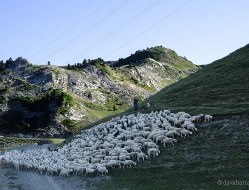 La ramaderia extensiva i el canvi climàtic en un vídeo divulgatiu elaborat per la Càtedra d’Agroecologia