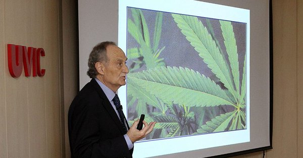 Cànnabis, una droga dura