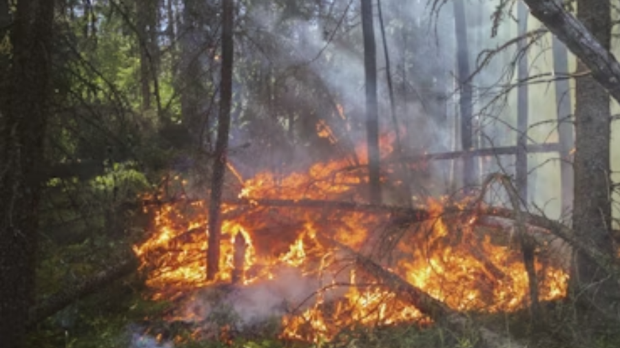 Ecologia dels grans incendis