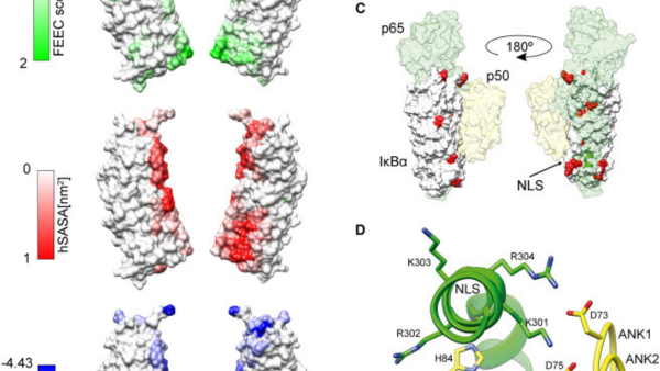 IκBα, més enllà de la inflamació