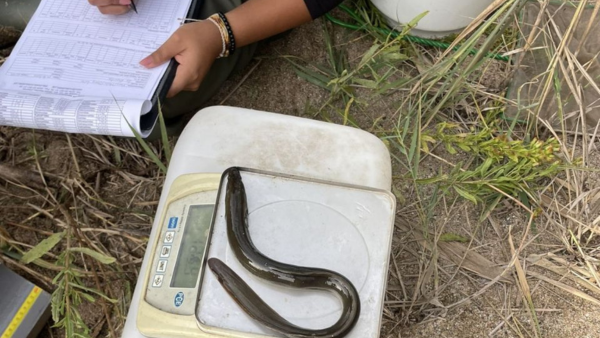 Marc Ordeix alerta sobre les diferències territorials en la salut de les anguiles catalanes segons el projecte “AnguillaMed”