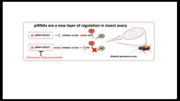 Josep Bau i David Pujal publiquen un article a la revista Journal of Insect Physiology