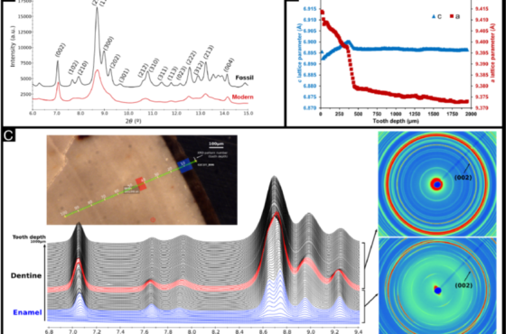 Going deeper into modern and fossil crocodilian tooth microanatomy: what can be inferred of palaeoenvironment and taphonomy from histochemical analyses?