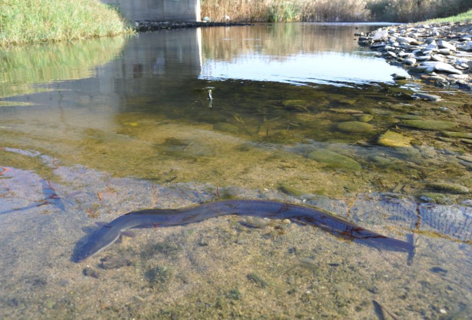 El projecte AnguillaMed analitzarà el poblament d’anguiles a la Mediterrània occidental, una espècie que s’ha reduït més del 95 % des de mitjan s. XX